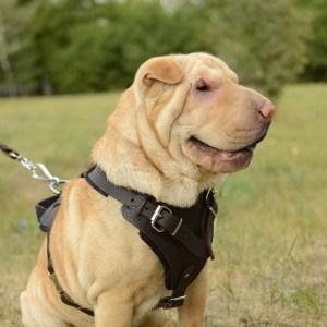 Коричневая шлейка из кожи для шарпея «Working Dog»